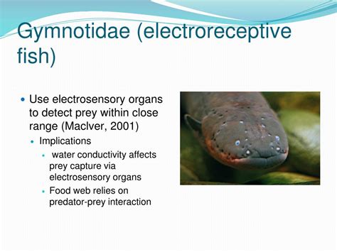 torpedo looking fish|Electroreceptive Fish .